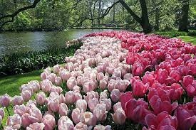 花園1.jpg 花園1.jpg