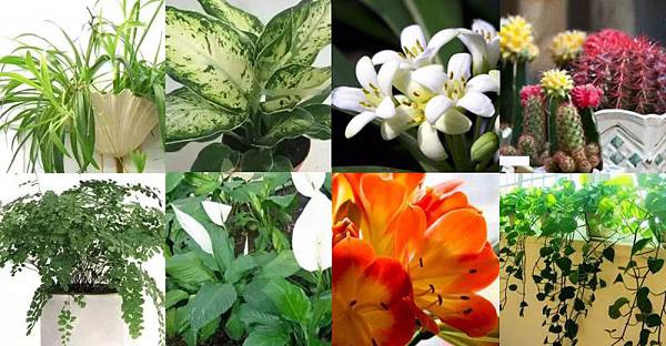 換掉家裡的壞空氣，放15種植物讓家人更長壽 !!!1