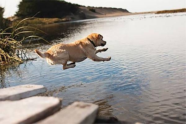 狗狗一看到水池就太興奮跳進去，結果他超後悔的模樣讓我直接噴飯2