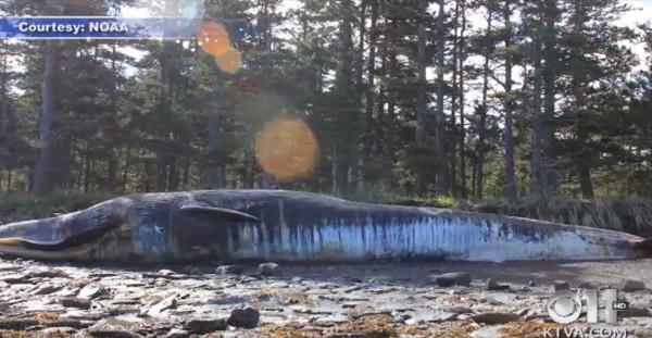 奇觀!!! 阿拉斯加巨鯨集體死亡，引來群熊啃屍3