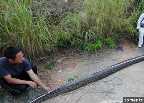 巨大蛇精地底被挖出，據說比「龍」還大，到底還有多少沒發現的...!!!3