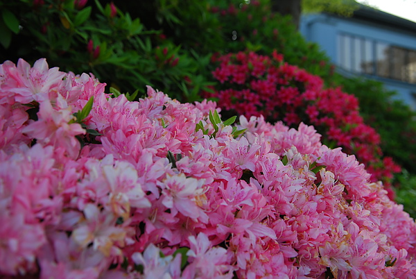 DSC_0356.JPG DSC_0356.JPG