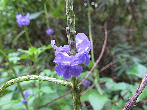 浪漫的紫花長穗木 茵茵weity的部落格 痞客邦