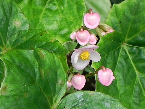 花之心 秋海棠花 茵茵weity的部落格 痞客邦