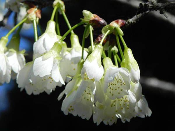 DSCN5603.jpg