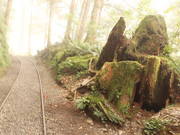 宜蘭太平山-見晴懷古步道