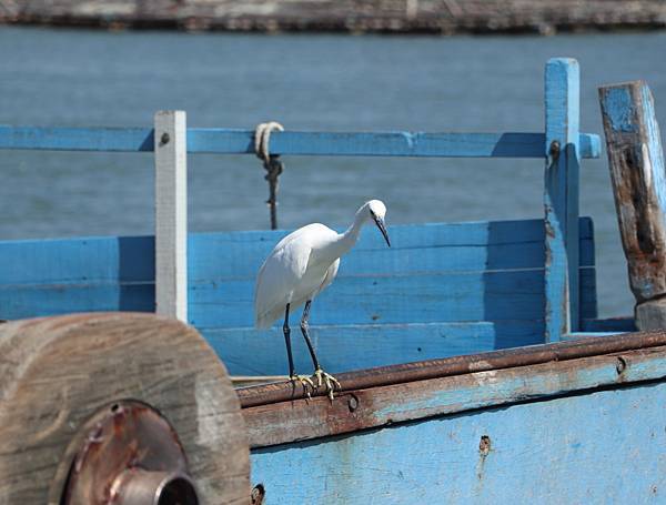 布袋漁港巧遇體態優雅的白鷺鷥
