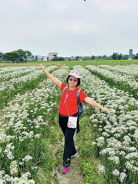 2023年大溪韭菜花田~~九月雪我又來了