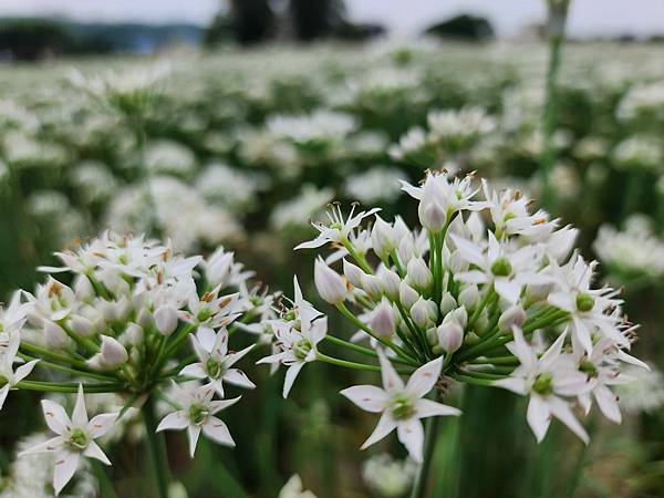 2023年大溪韭菜花田~~九月雪我又來了