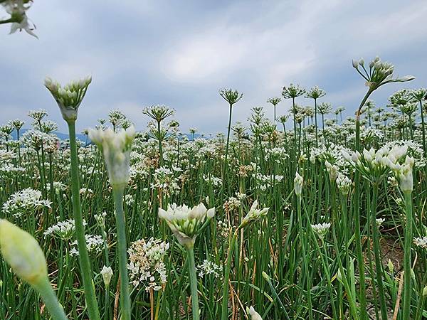 2023年大溪韭菜花田~~九月雪我又來了