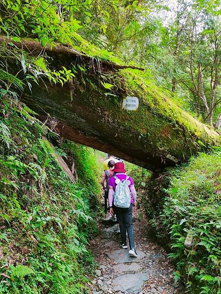 宜蘭太平山深度之旅四日遊(七)明池山莊~~明池遊樂區