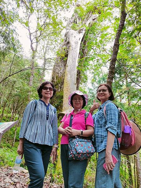 宜蘭太平山深度之旅四日遊(六)棲蘭山莊~~馬告生態神木園區