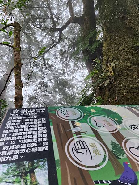 宜蘭太平山深度之旅四日遊(六)棲蘭山莊~~馬告生態神木園區