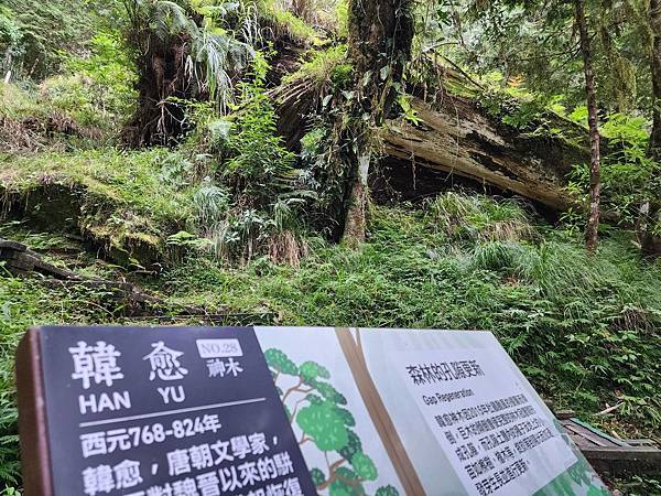 宜蘭太平山深度之旅四日遊(六)棲蘭山莊~~馬告生態神木園區