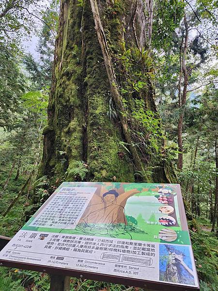 宜蘭太平山深度之旅四日遊(六)棲蘭山莊~~馬告生態神木園區