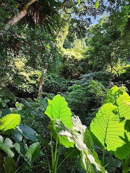 宜蘭太平山深度之旅四日遊(六)棲蘭山莊~~馬告生態神木園區