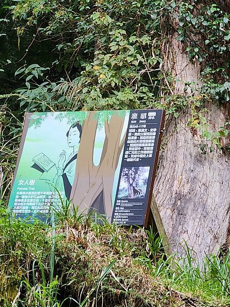 宜蘭太平山深度之旅四日遊(六)棲蘭山莊~~馬告生態神木園區