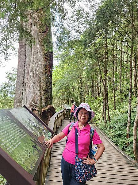 宜蘭太平山深度之旅四日遊(六)棲蘭山莊~~馬告生態神木園區