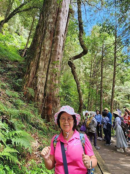 宜蘭太平山深度之旅四日遊(六)棲蘭山莊~~馬告生態神木園區