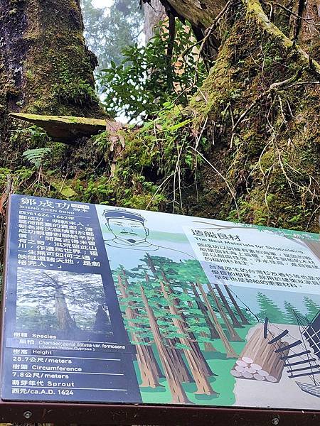 宜蘭太平山深度之旅四日遊(六)棲蘭山莊~~馬告生態神木園區