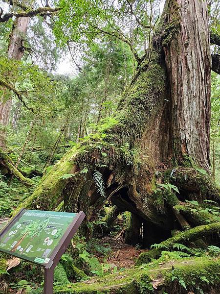 宜蘭太平山深度之旅四日遊(六)棲蘭山莊~~馬告生態神木園區