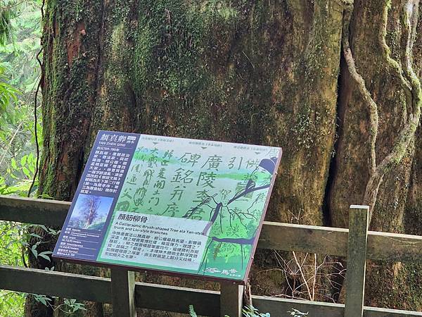 宜蘭太平山深度之旅四日遊(六)棲蘭山莊~~馬告生態神木園區