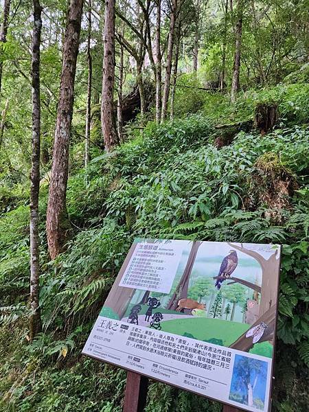 宜蘭太平山深度之旅四日遊(六)棲蘭山莊~~馬告生態神木園區