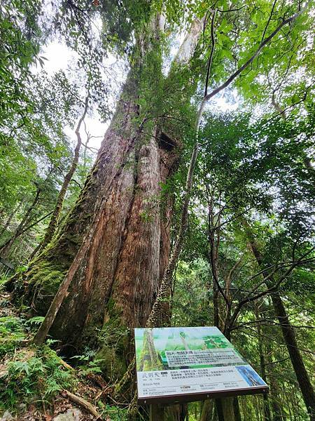 宜蘭太平山深度之旅四日遊(六)棲蘭山莊~~馬告生態神木園區