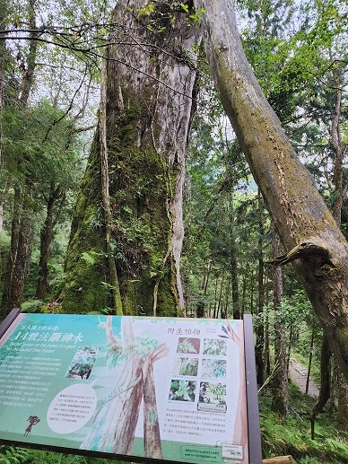 宜蘭太平山深度之旅四日遊(六)棲蘭山莊~~馬告生態神木園區