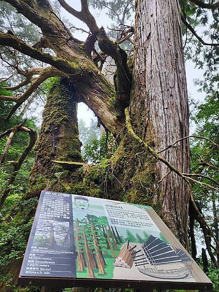 宜蘭太平山深度之旅四日遊(六)棲蘭山莊~~馬告生態神木園區