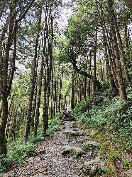 宜蘭太平山深度之旅四日遊(六)棲蘭山莊~~馬告生態神木園區