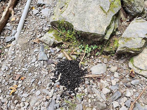 宜蘭太平山深度之旅四日遊(六)棲蘭山莊~~馬告生態神木園區