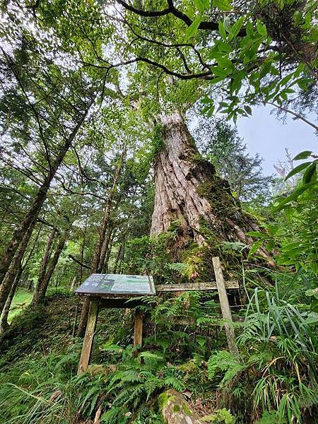 宜蘭太平山深度之旅四日遊(六)棲蘭山莊~~馬告生態神木園區