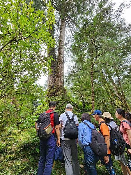 宜蘭太平山深度之旅四日遊(六)棲蘭山莊~~馬告生態神木園區