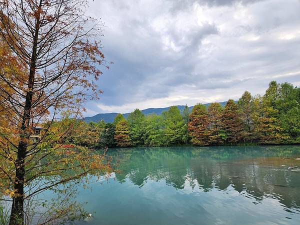 細品花蓮三日遊(四)雲山水落羽松