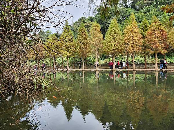 再訪月眉濕地落羽松