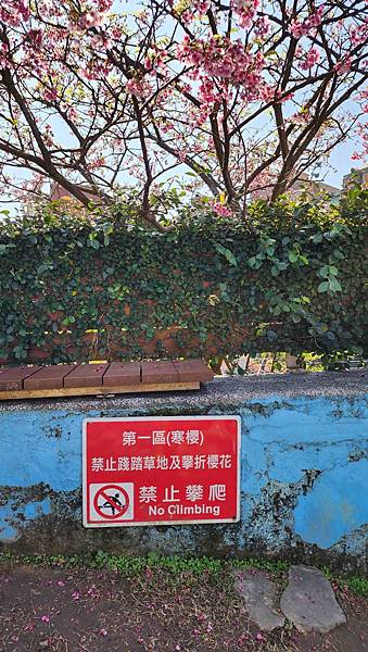 【台北賞櫻景點】東湖樂活公園賞櫻&內溝溪步道粉嫩浪漫櫻花