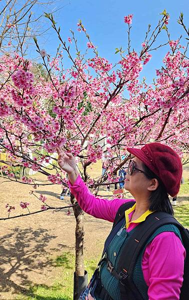 【台北賞櫻景點】東湖樂活公園賞櫻&內溝溪步道粉嫩浪漫櫻花