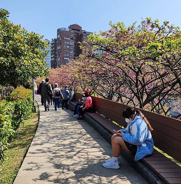 【台北賞櫻景點】東湖樂活公園賞櫻&內溝溪步道粉嫩浪漫櫻花