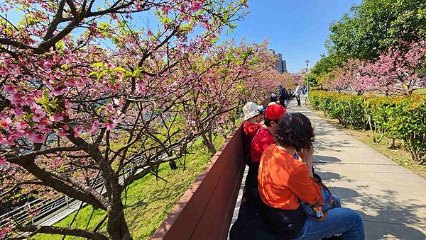 【台北賞櫻景點】東湖樂活公園賞櫻&內溝溪步道粉嫩浪漫櫻花