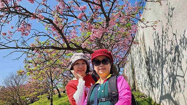 【台北賞櫻景點】東湖樂活公園賞櫻&內溝溪步道粉嫩浪漫櫻花