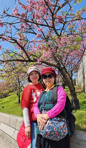 【台北賞櫻景點】東湖樂活公園賞櫻&內溝溪步道粉嫩浪漫櫻花