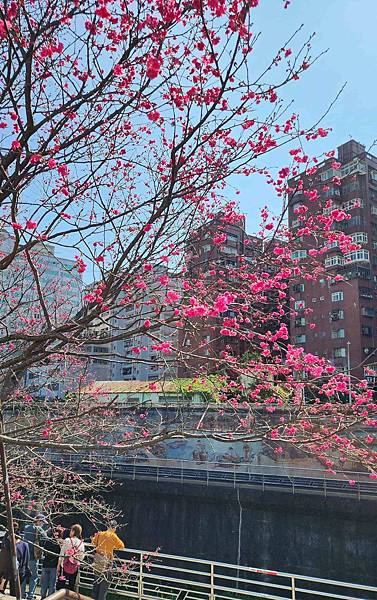 【台北賞櫻景點】東湖樂活公園賞櫻&內溝溪步道粉嫩浪漫櫻花