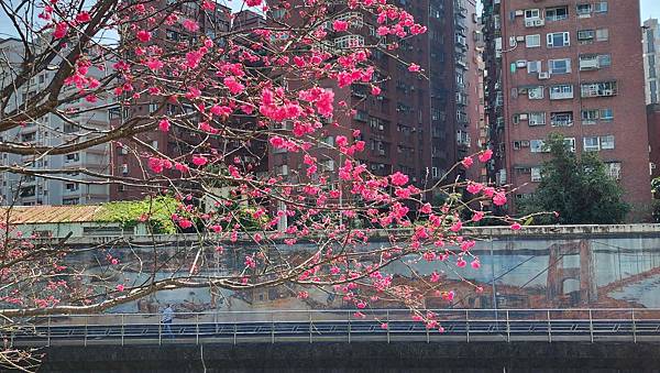 【台北賞櫻景點】東湖樂活公園賞櫻&內溝溪步道粉嫩浪漫櫻花