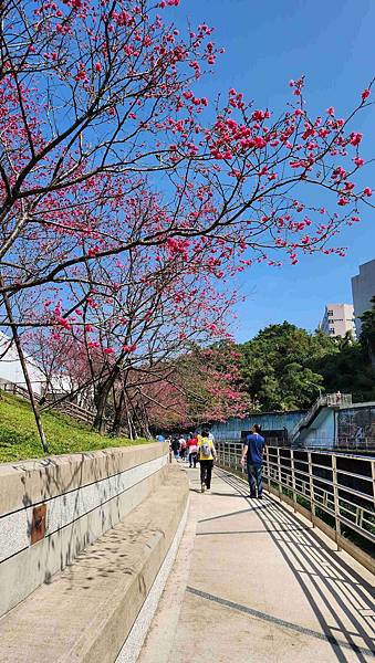 【台北賞櫻景點】東湖樂活公園賞櫻&內溝溪步道粉嫩浪漫櫻花