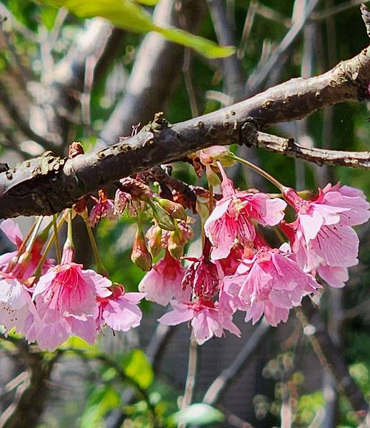 【台北賞櫻景點】東湖樂活公園賞櫻&內溝溪步道粉嫩浪漫櫻花