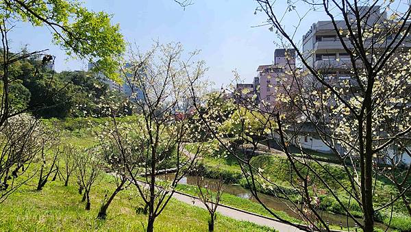 【台北賞櫻景點】東湖樂活公園賞櫻&內溝溪步道粉嫩浪漫櫻花