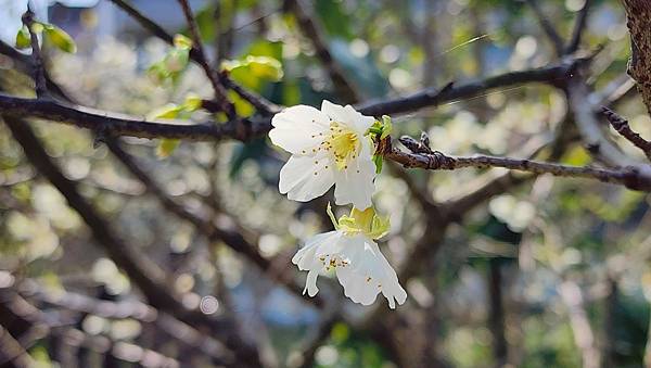 【台北賞櫻景點】東湖樂活公園賞櫻&內溝溪步道粉嫩浪漫櫻花