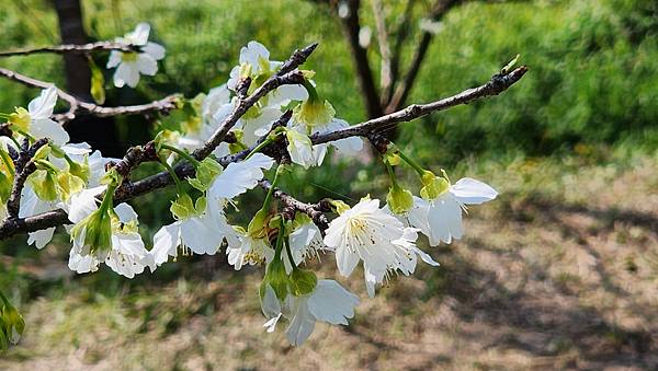 【台北賞櫻景點】東湖樂活公園賞櫻&內溝溪步道粉嫩浪漫櫻花