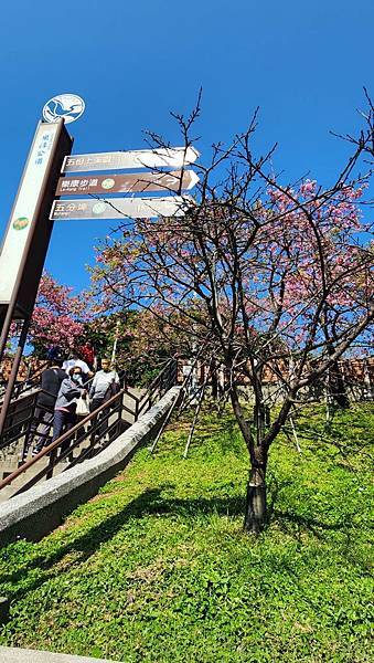 【台北賞櫻景點】東湖樂活公園&內溝溪賞櫻生態之旅